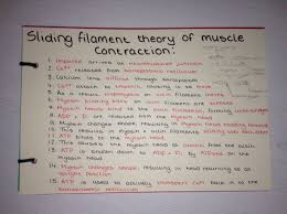 sliding filament theory of muscle contraction revision card