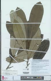 Image result for Manilkara obovata