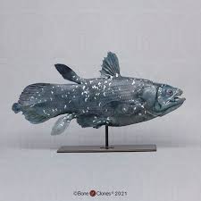 Image result for Coelachne