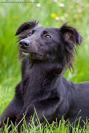 Mar 13, 2020 · imagine a great big newfoundland dog, but in black and white. Beautiful Black Long Haired Whippet Designer Dogs Breeds Hypoallergenic Dog Breed Whippet Breeders