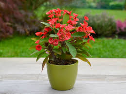 Le schede di piante da interno più interessanti che producono dei bellissimi fiori rossi: Le 10 Piante Grasse Ideali Per Abbellire L Appartamento