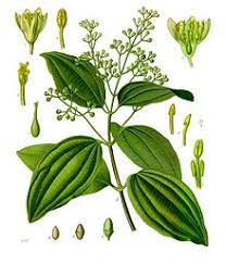 Cinnamomum is a genus of evergreen aromatic trees and shrubs belonging to the laurel family, lauraceae.the species of cinnamomum have aromatic oils in their leaves and bark. Cinnamon Wikipedia