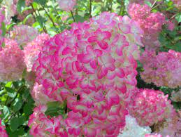 Showy, closely packed, creamy white, sterile flowers bloom in late summer. Hortensie Hydrangea Paniculata Diamant Rouge Hortensientraume