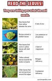 I wonder if humic acid (from compost) reacts with iron oxide, and if soil bacteria do stuff to it. Survival Gardening How To Naturally Improve Your Soil Survivopedia