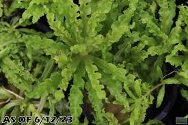 Image result for Pogostemon rogersii