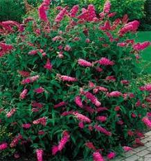 Butterfly Bushes Are Not Only Beautiful Hummingbirds Love Them Along With Of Course The Butterflies Plants Garden Plant Pots Beautiful Gardens