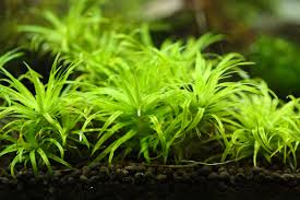 Image result for Syngonanthus