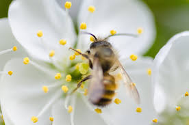 The bee then travels to other plants and flowers and lands. Pollination Or The Sex Life Of Flowers