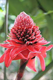 Check spelling or type a new query. An Adventure In The Spectacular Amazon Rainforest Of Peru Amazon Flowers Rainforest Flowers Amazon Rainforest Plants