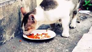 He hangs out with my three and i can even pet him now sometimes. Cute Cat Feeding Of Stray Cats In Singapore Of Asia Youtube