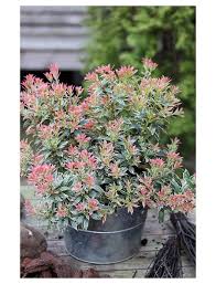 Flowers white, from pink buds, rather sparse. Japanische Lavendelheide Pieris Japonica Little Heath Blutenfarbe Weiss Hagebau De