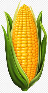 Untuk merebus seluruh telinga jagung, letakkan telinga jagung dalam. Permen Jagung Jagung Anjing Jagung Rebus Gambar Png