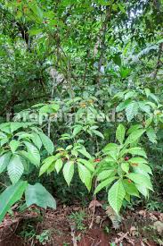 Image result for Allophylus