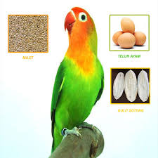 Untuk melakukan perawatan lovebird bisa dikatakan dalam 2 kategori. Racikan Khusus Pakan Lovebird Agar Ngekek Panjang Dan Juara Hewan Id