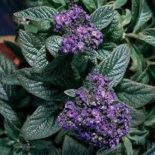 Image result for Heliotropium lineare