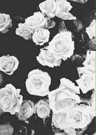Black And White Rose Wallpaper Black And White Flower Wallpaper White Roses Wallpaper Pink Wallpaper Iphone Wallpaper Backgrounds