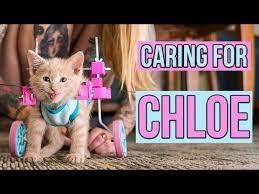 Mixing Store Bought Slime And Fluffy Slime Slimesmoothie Satisfying Slime Video Part 5 Please Like Share Vid Kitten Care Beautiful Cats Pictures Cat Care