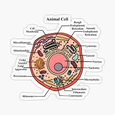 This basic animal cell diagram with labels is simple yet provides your children with a visual aid and allows them to apply their knowledge of animals cells. Labeled Animal Cell Diagram Sticker By Bundabear Redbubble