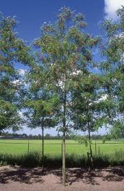 Image result for Margaretta rosea