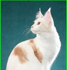  27 Wallpaper Lucu Kucing Wallpaper Lucu Kucing Kumpulan Gambar Wallpaper Lucu Ini Juga Bisa Anda Gunakan Untuk Backg Cute Kittens Kucing Gambar Anjing Lucu