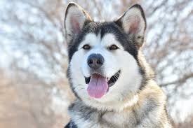 Giant alaskan malamute puppies for sale uk. Giant Alaskan Malamute Does This Breed Exist All Things Dogs All Things Dogs