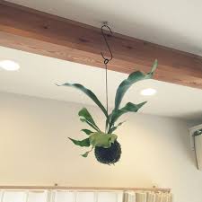 リビング 多頭飼い ねこが好き 観葉植物 コウモリラン などのインテリア実例 2015 02 19 14 10 39 roomclip ルームクリップ 観葉植物 かんよう植物 観葉植物 吊るす