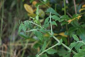 Image result for Solanecio