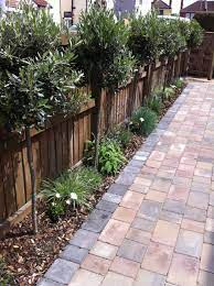 driveway with olive trees herbs and lavender border tuin ideeen tuin border tuin