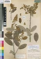 Image result for Parinari capensis