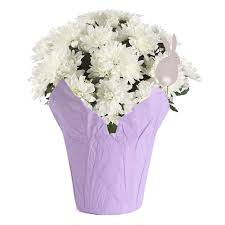 1) the ………… is the king of the jungle. Flower At Stater Bros Instacart