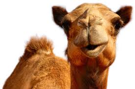 Geico camel ringtones for mobile phone or for mobile device from category saying ringtones. Hump Day Camel Png Free Hump Day Camel Png Transparent Images 22118 Pngio