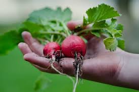 So you're interested in growing vegetables indoors. 14 Quick Growing Vegetables For Your Spring Garden 31 Daily