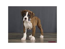 They have a playful personality & are an ideal family pet. Boxer Dog Male Brindle White 2539091 Petland Carmel In