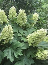 Image result for Hydrangea quercifolia
