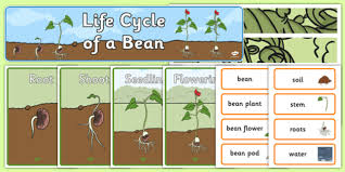 Life Cycle Of A Bean Plant Display Pack Teacher Made