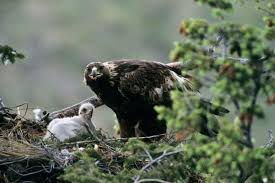 Burung elang vs macan tutul lihat juga video kami yang lain. 7 Daftar Harga Burung Elang Berdasarkan Jenis Dan Ciri Cirinya