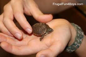Raising A Hatchling Box Turtle Frugal Fun For Boys And Girls