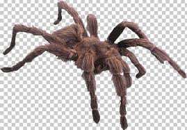 A giant huntsman spider terrified an australian woman recently after she found it hiding in her shower. Giant Huntsman Spider Child Kindergarten Minibeast Png Clipart Amazing Spiders Animal Animals Animal World Arachnid Free