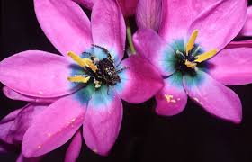 Image result for Polystachya epiphytica