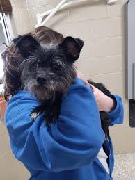 Thank you Austintown Papa...