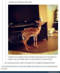 Tumblr Tuesday 4 15 Funny Funny Animals Funny Tumblr Posts