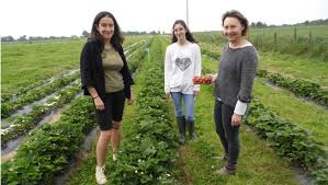 Guemene Penfao Des Fruits Et Des Legumes Avec Deshy Rondelles