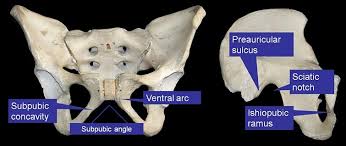 It is typically made out of hard, rigid tissue that supports the form of the animal's body and protects vulnerable organs. Analysing The Bones What Can A Skeleton Tell You Natural History Museum