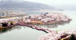 Selain festival bunga sakura di musim semi, yeouido hangang park juga terkenal dengan seoul international fireworks festival in fall. Lokasi Terbaik Untuk Melihat Bunga Sakura Di Korea Selatan 2019 Klook Blog
