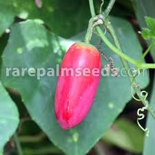 Image result for Coccinia