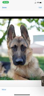 Symbolic wolf adoption for conservation