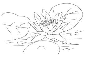 Sketsa gambar bunga | selain cantik dan indah, bunga ternyata memiliki pesona yang bisa membuat semua orang takjub dengan melihat keelokannya saja. 18 Contoh Mewarnai Gambar Bunga Berbagai Jenis Broonet