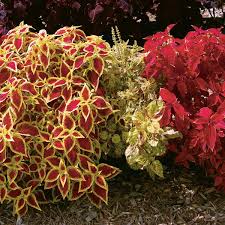 Image result for Coleus zombensis