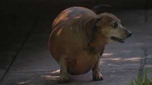 Check spelling or type a new query. Group Working To Regain Fat Dog S Health Abc7 San Francisco