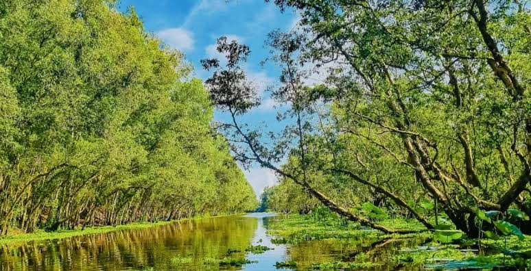 Rừng Tràm Trà Sư: Kỳ quan xanh giữa "trái tim" Tây Nam bộ
